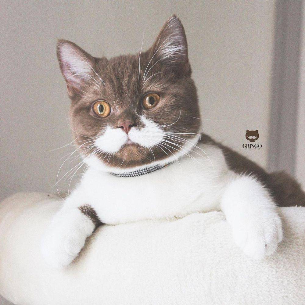 instagram.com/gringomoustachecat