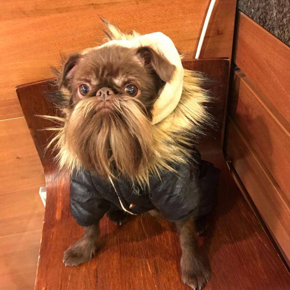 instagram.com/petite.griffon.nuts