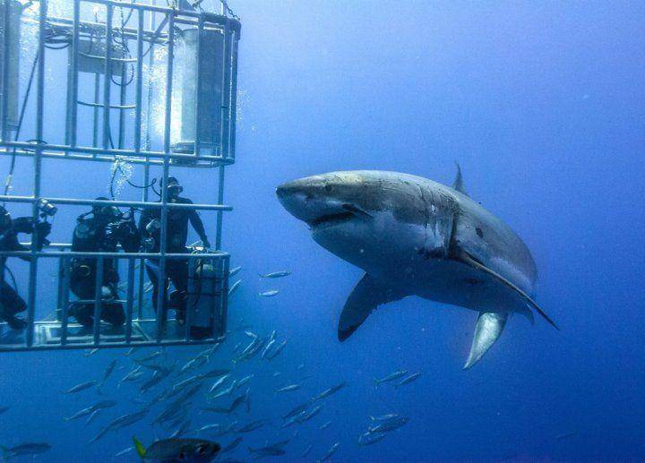 sharkzone.co.za