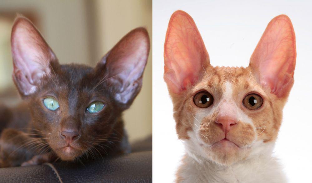 Kucing 101: 5 Jenis Kucing yang Telinganya Lebar, Gemas Maksimal
