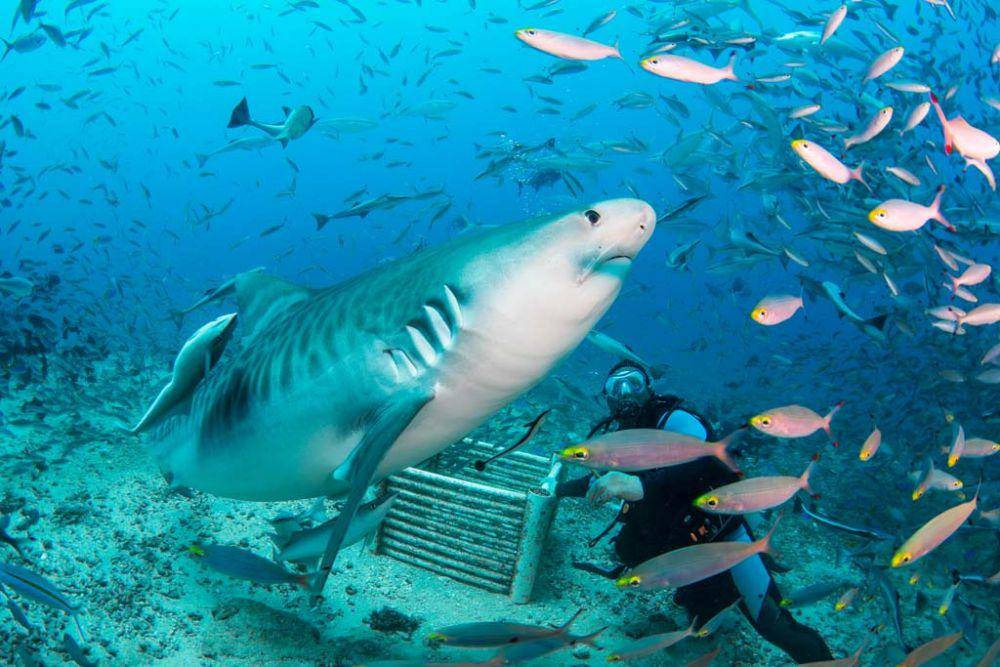 diveplanit.com