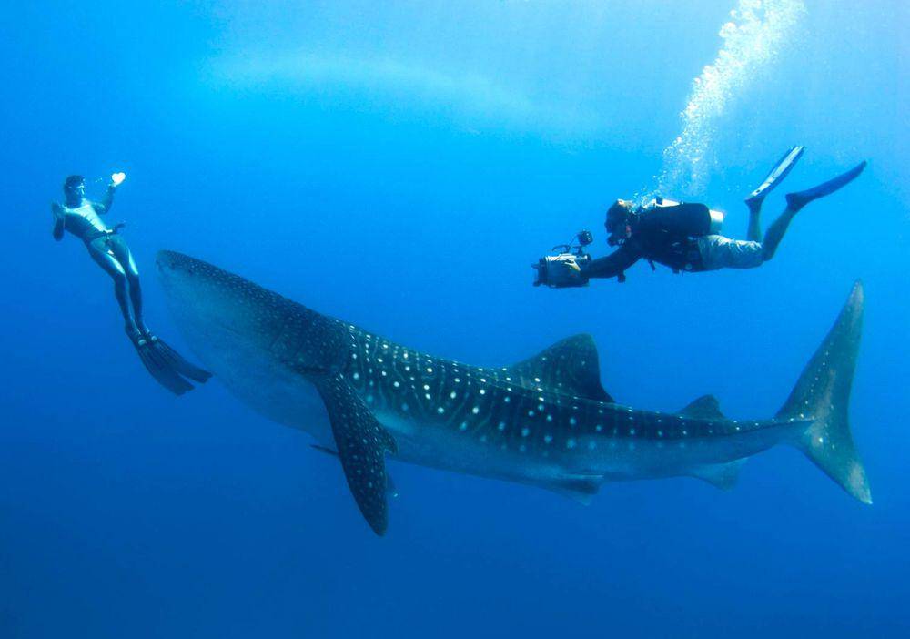 divingpassport.com