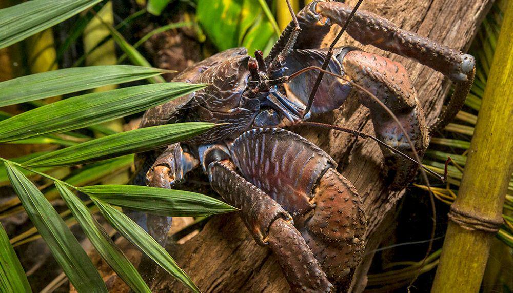 Kepiting Raksasa di Balik Misteri Hilangnya Pilot Amelia Earhart