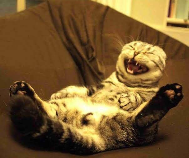 Kucing ketawa. (girlschannel.net)