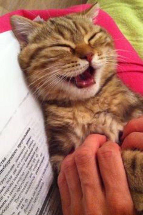 Kucing ketawa. (reddit.com/hahmad4794)