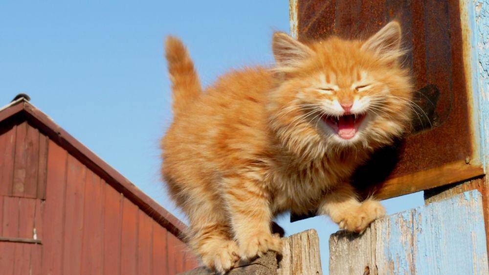 Kucing ketawa. (peakpx.com)