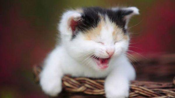 Kucing ketawa. (ltl.ca)