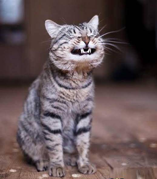 Kucing ketawa. (liveinternet.ru)