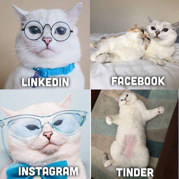 Instagram.com/white_coffee_cat/