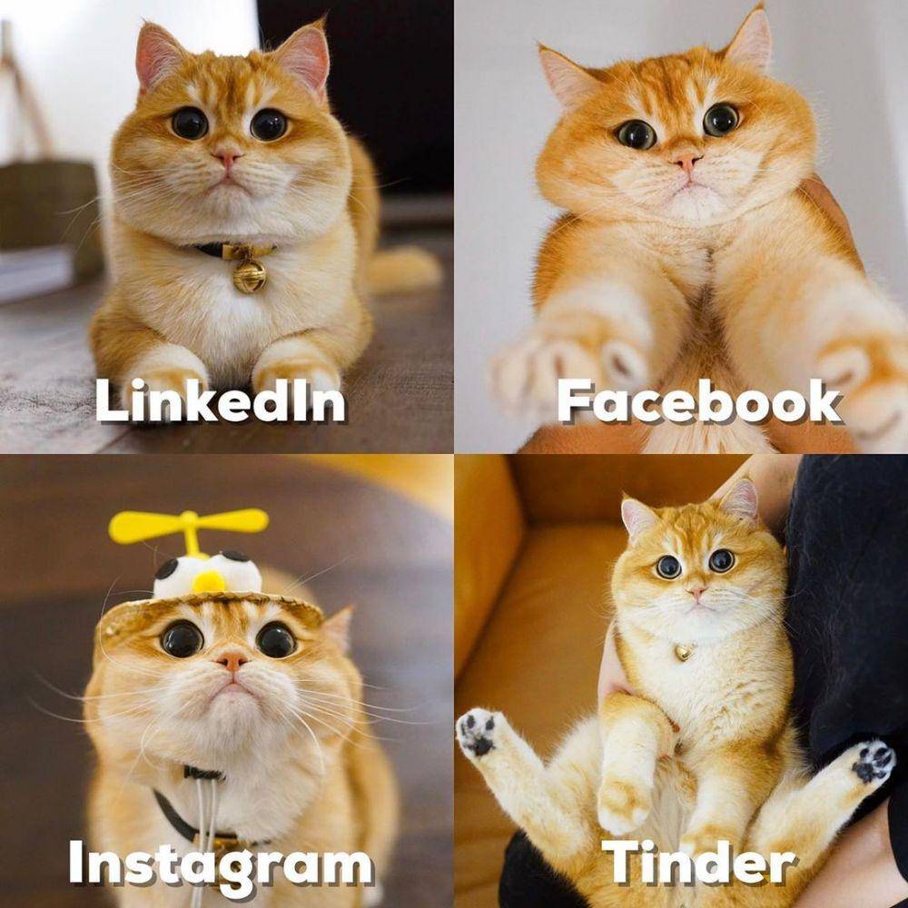Instagram.com/pisco_cat/