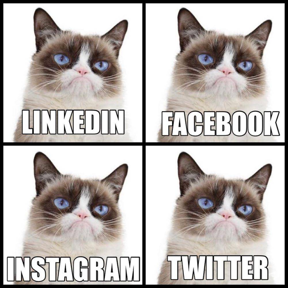 Instagram.com/realgrumpycat/