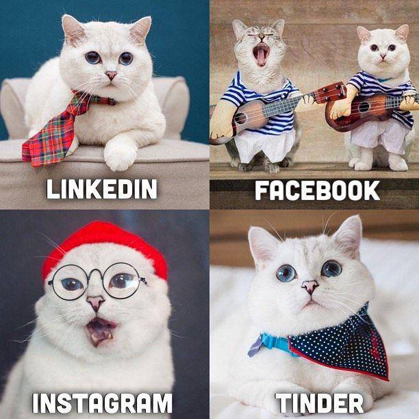 Instagram.com/white_coffee_cat/