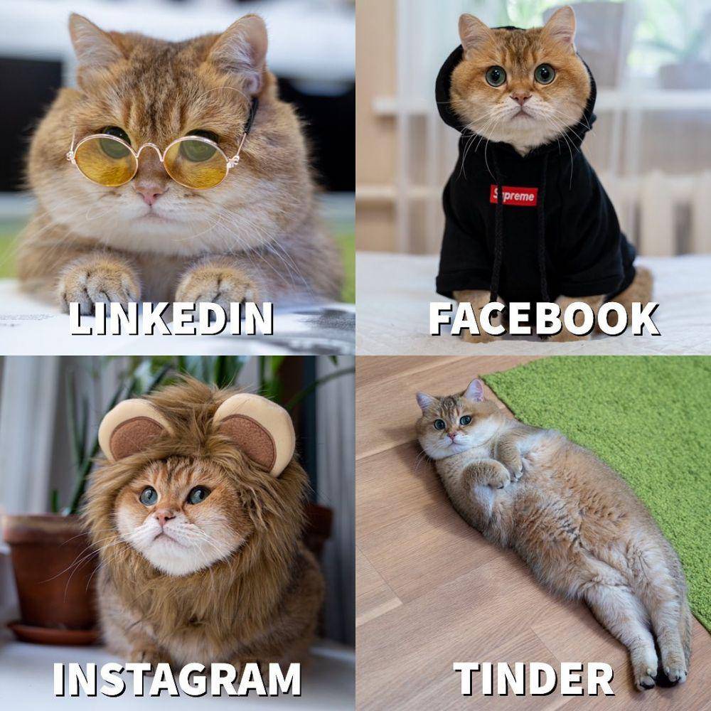 Instagram.com/hosico_cat/