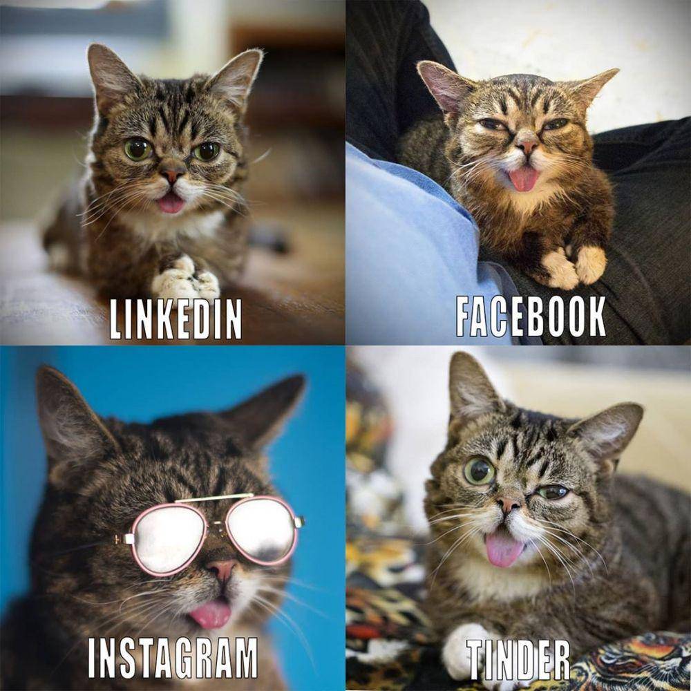 Instagram.com/iamlilbub