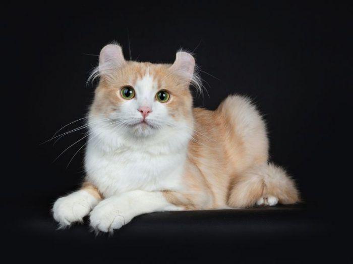 Kucing 101: Mengenal Ras American Curl, yang Kupingnya Kecil Lucu