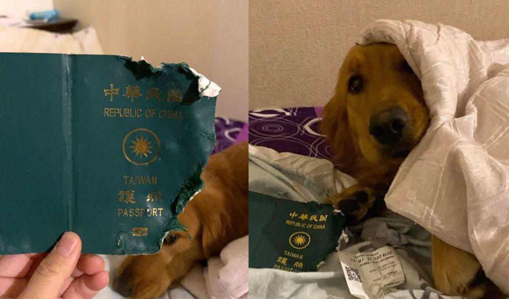 Anjing Ini Cegah Pemiliknya ke Wuhan dengan Memakan Paspornya