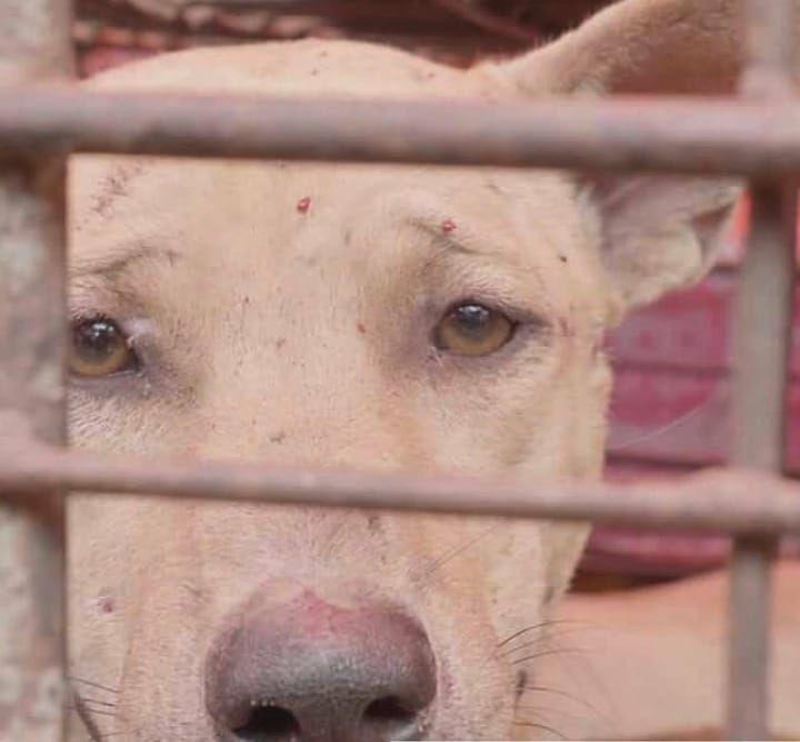Khawatir Penyebaran Corona, Dog Meat Free Kirim Surat ke Jokowi
