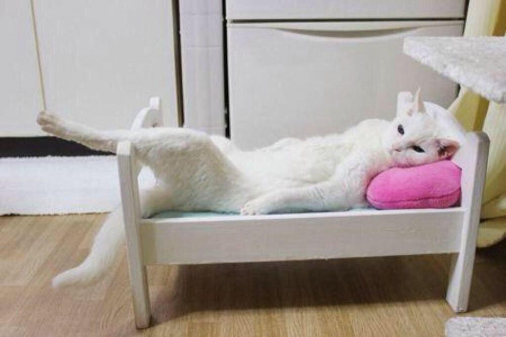 Bak Supermodel, Simak 9 Potret Lucu Kucing saat Berpose Ini!