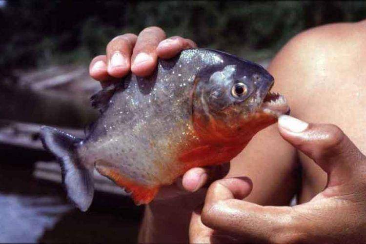 piranhaguide.com