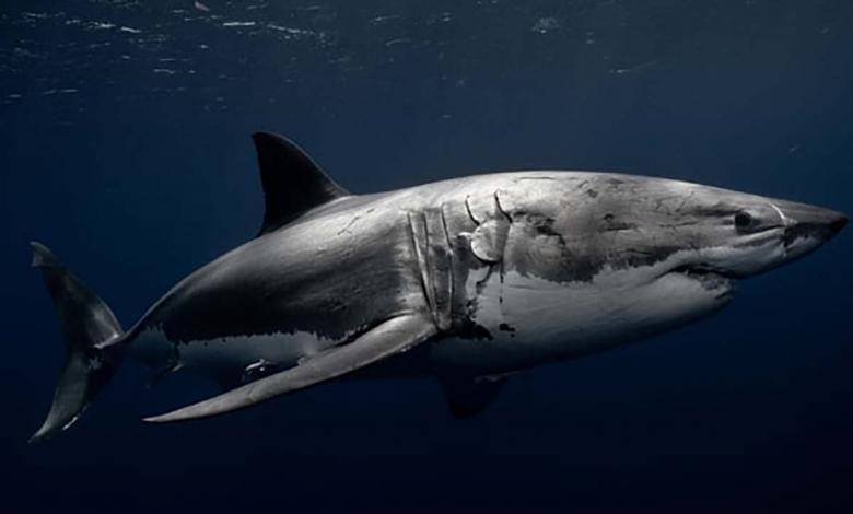 oceana.org