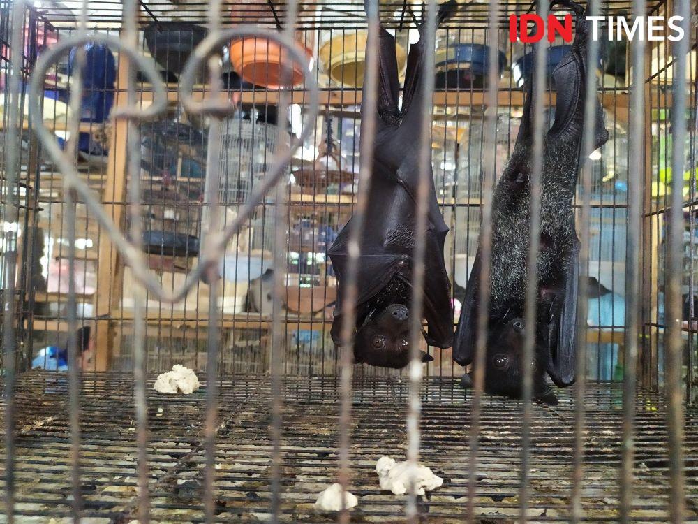 Virus Corona pada Kelelawar Wuhan Tiongkok Berbeda dengan Indonesia