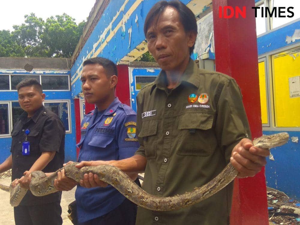 Ular piton sanca kembang yang ditangkap petugas Damkar Kota Cirebon saat masuk ke rumah warga akan dilepasliarkan BBKSDA Jawa Barat. (IDN Times/Wildan Ibnu)