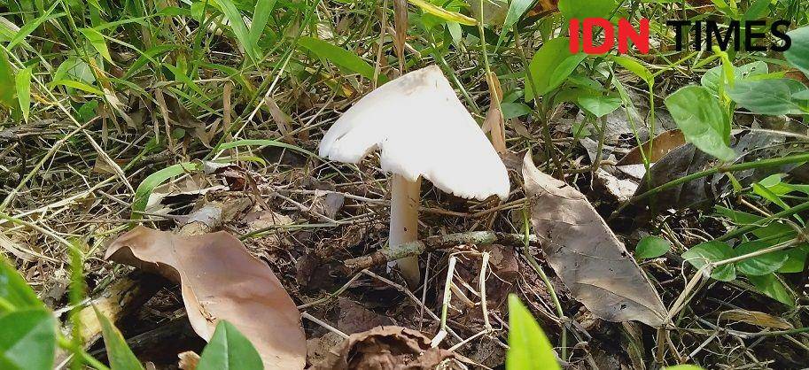 Jamur taun tumbuh di gundukan tanah Desa Muarajambi/IDN Times/Ramond EPU