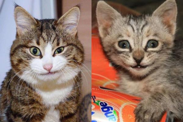 Mirip Orang Banget! Ini 9 Foto Momen Kucing Tersenyum Lucu