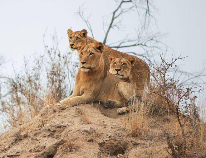 lionsands.com