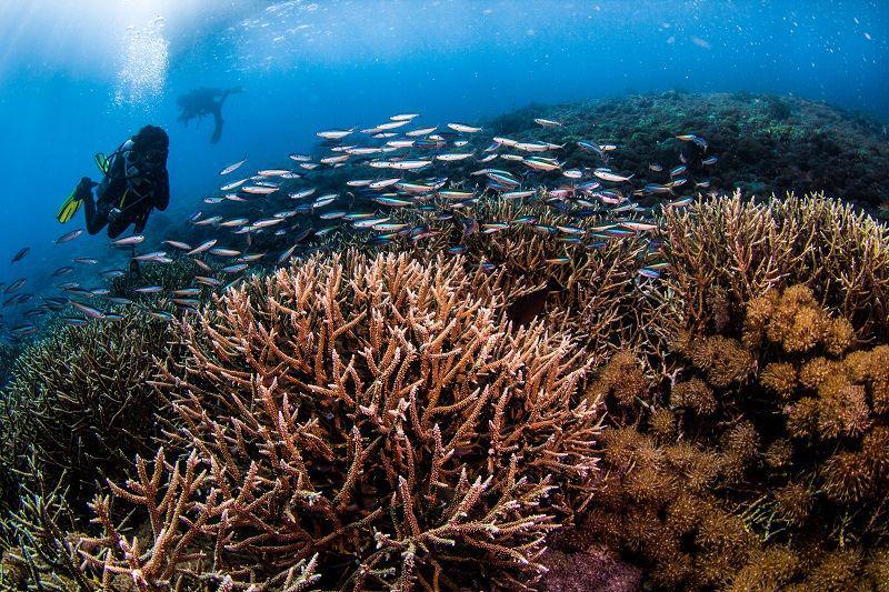 5 Spot Snorkeling di Pulau Komodo yang Hadirkan Pesona Memukau
