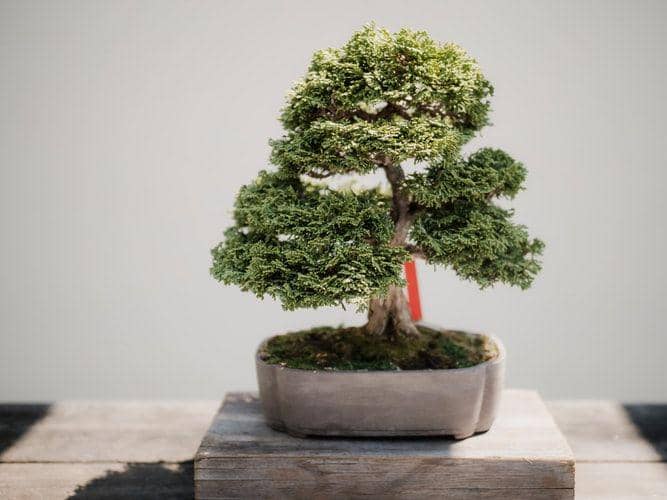 Cari Tanaman Bonsai, Putu Wira Terpeleset dari Tebing Setinggi 7 Meter
