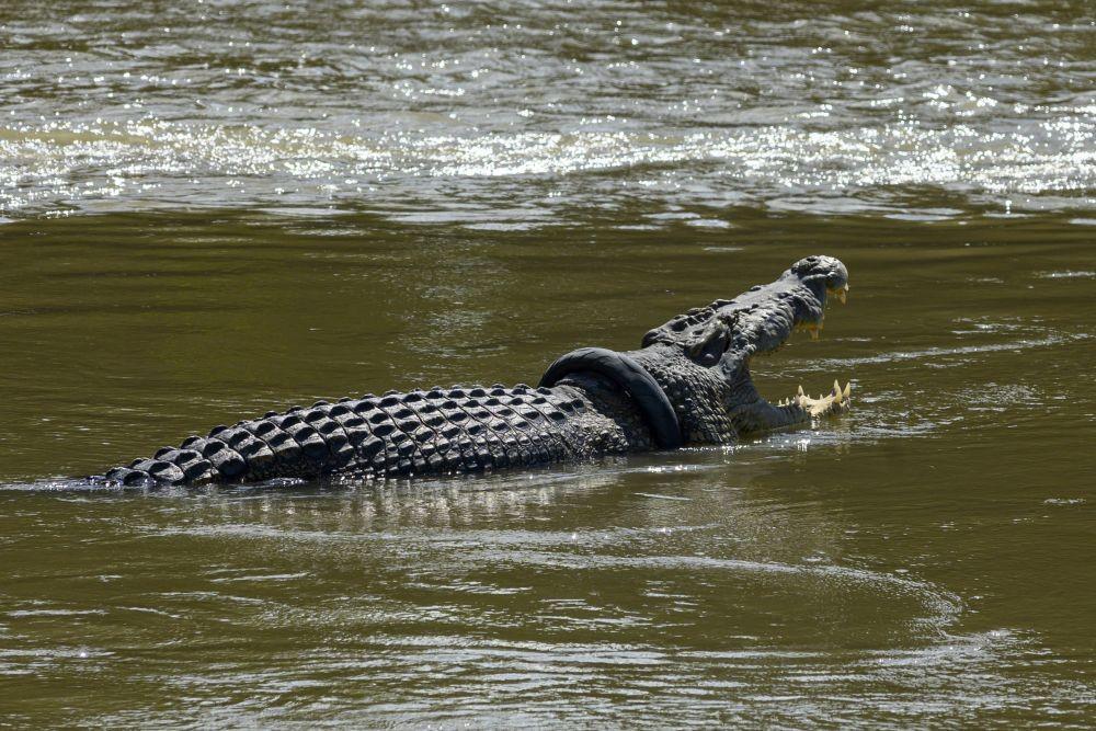 Buaya di Palu 4 Tahun Berkalung Ban, Panji Pun Gagal Membebaskan