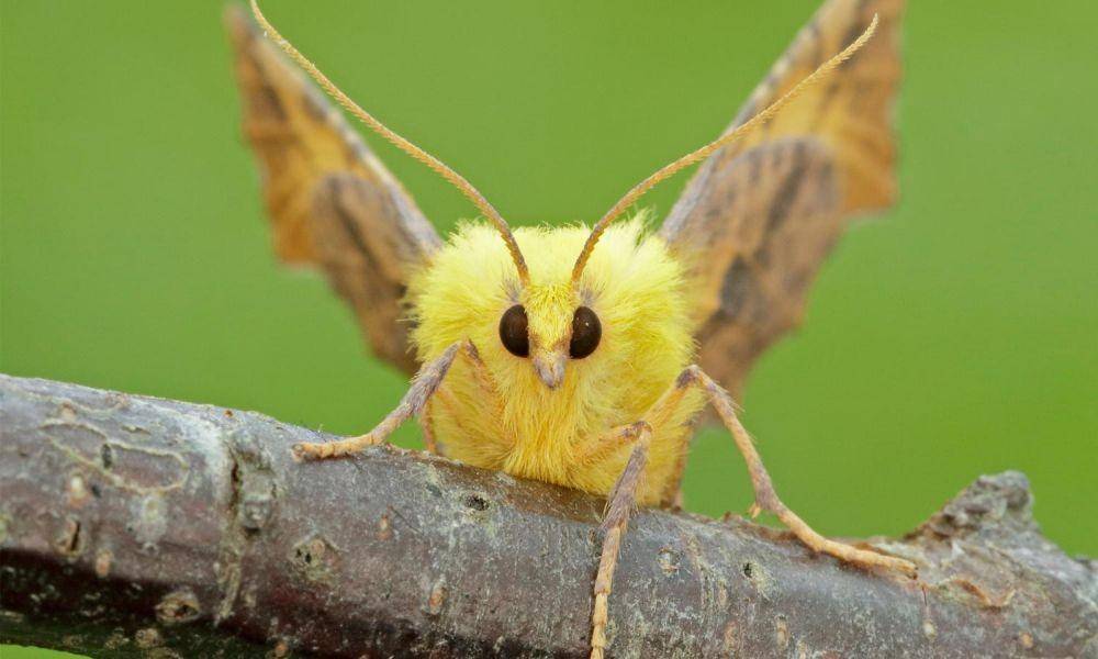 butterfly-conservation.org