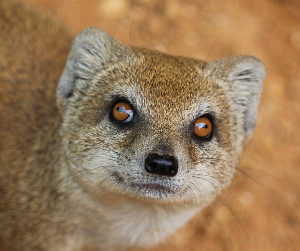 Mongoose (unsplash.com/Dusan Smetana)