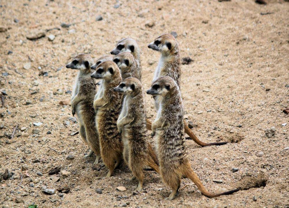 Mongoose (unsplash.com/Dusan Smetana)