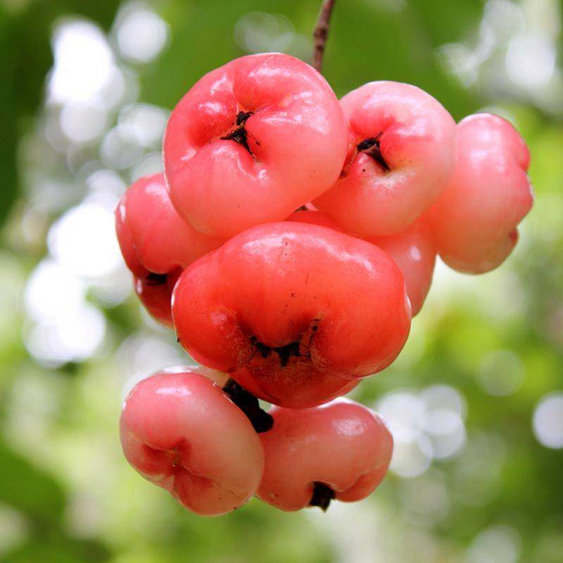 dgnurseries.com