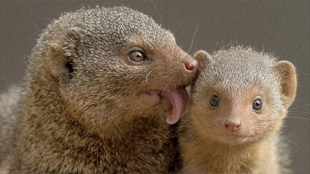5 Fakta Unik Mongoose, Hewan Lucu yang Paling Ditakuti Ular