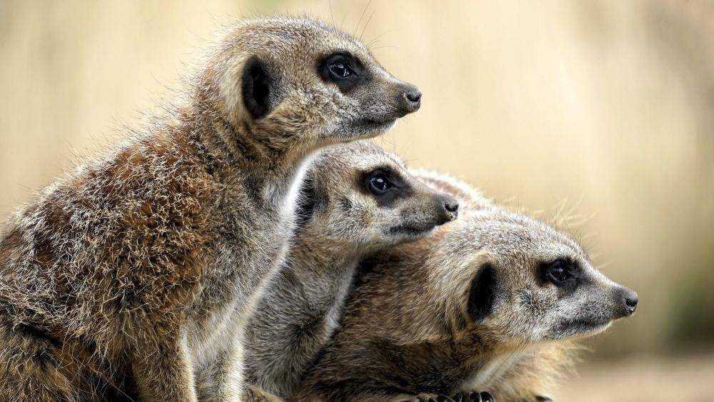 Mongoose (pexels.com/@mikebirdy)