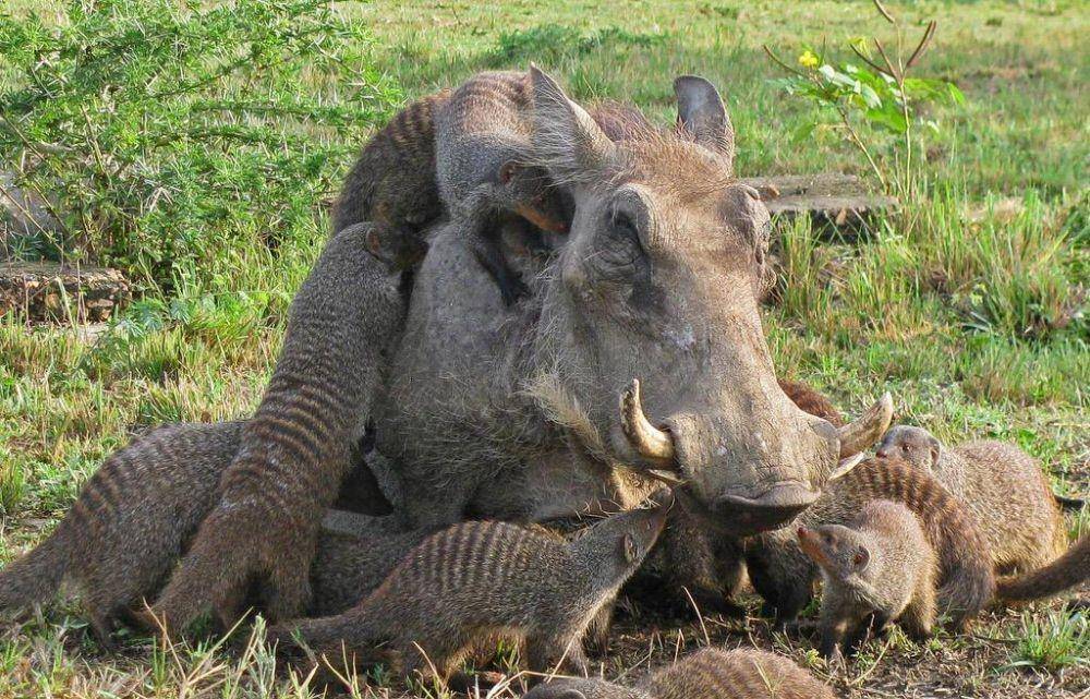 Mongoose dan warthog (twitter.com/factualanimal)