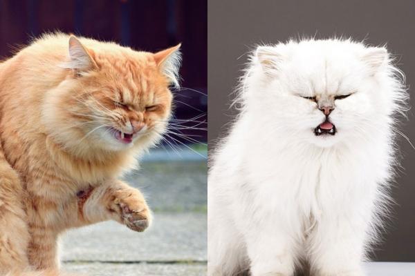 Yakin Gak Ngakak? Ini 9 Momen Kocak saat Kucing Lagi Bersin