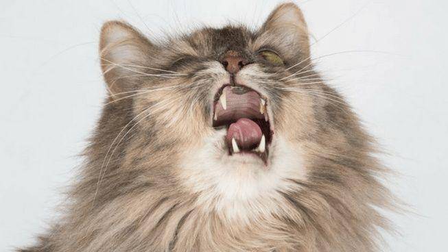 Kucing bersin. (holidogstime.com)