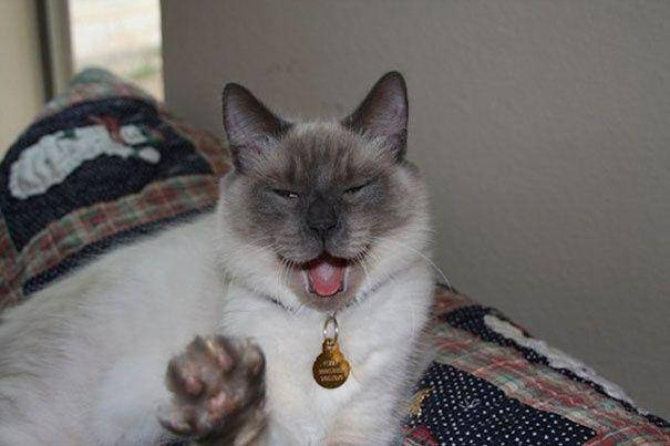 Kucing bersin. (watson.ch)
