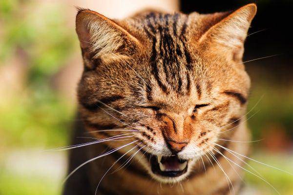 Kucing bersin. (pets.webmd.com)