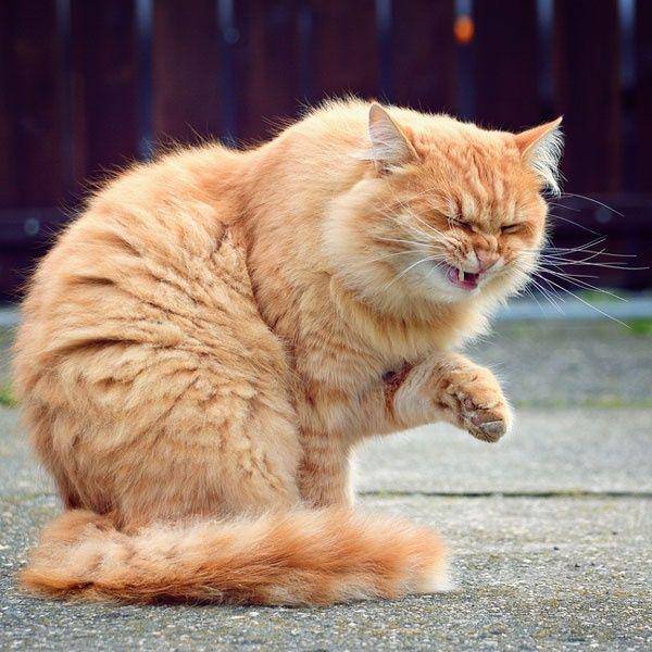 Kucing bersin. (rimma.co)