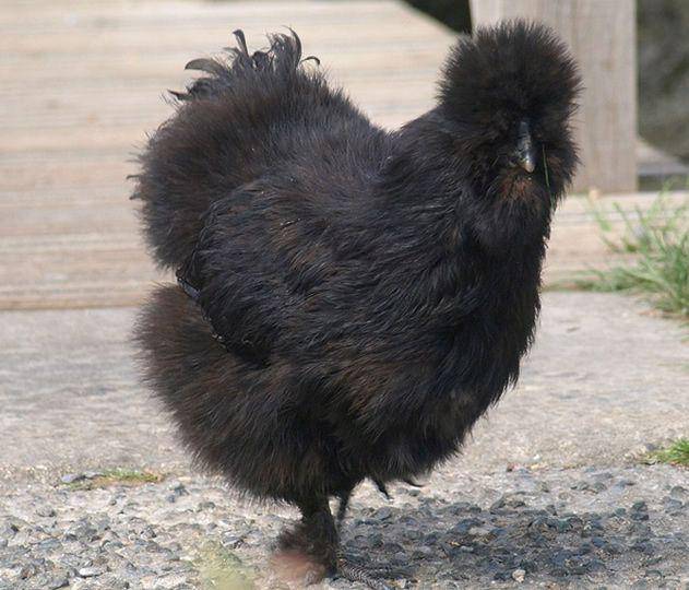 thehappychickencoop.com