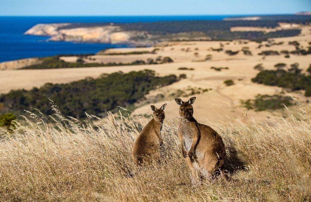 www.exceptionalkangarooisland.com