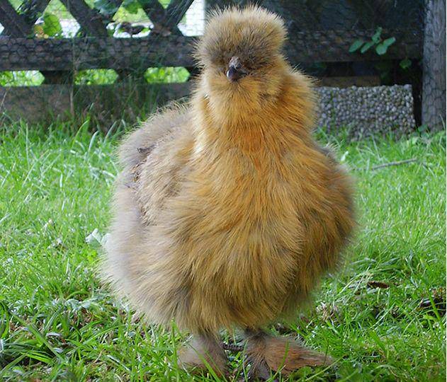 thehappychickencoop.com