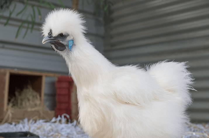 thehappychickencoop.com
