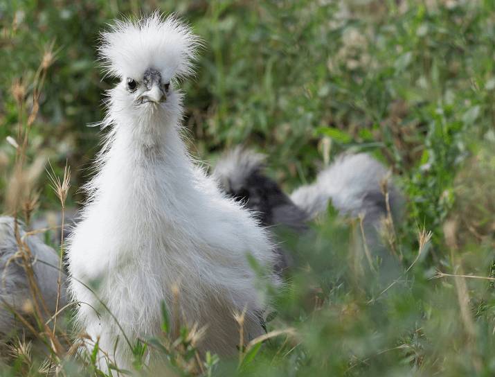 thehappychickencoop.com