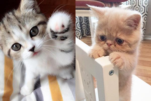 10 Bukti Kucing Kelewat Lucu, Yakin Gak Mau Pelihara?